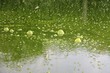 gekippter teich I