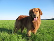 Golden Retriever in der Natur