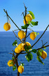 Foto: Lemons Lemons