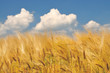 Foto: Gelbes Kornfeld unter blauem Himmel mit einigen Quellwolken Gelbes Kornfeld unter blauem Himmel mit einigen Quellwolken