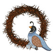 Animal Alphabet Quail Animal Alphabet Quail