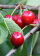 Cerises