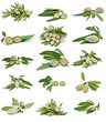 Colección de almendras verdes.