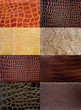 Colección de texturas de peil de reptil.