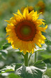 Foto: Girasol, energia renovable Girasol, energia renovable