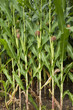 Foto: corn - in field corn - in field