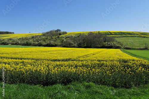 Photo: champs de colza cultivés dans la campagne française champs de colza cultivés dans la campagne française