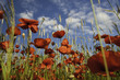 Poppy field