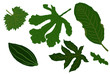 Different leaves designs