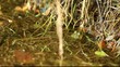 Laubfrosch im Wasser
