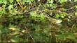 Frosch am Ufer mit Vogelgezwitscher