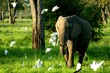 Zambia Elephants