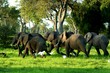Zambia Elephants