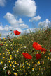 red poppys in field with blue sky