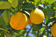 orangenbaum