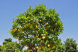 orangenbaum