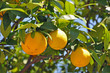 orangenbaum