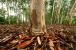 eucalyptus, thailand eucalyptus, thailand
