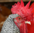 coq