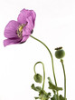 Schlafmohn Blüte Knospe und Kapsel