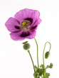 Schlafmohn Blüte Knospe und Kapsel