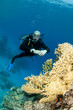 scuba diver