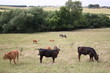 cattle