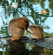 Rats gondins