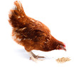 chicken hen, cholera gallinarium, Gallus domesticus chicken hen, cholera gallinarium, Gallus domesticus
