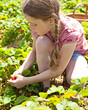 Strawberry Girl