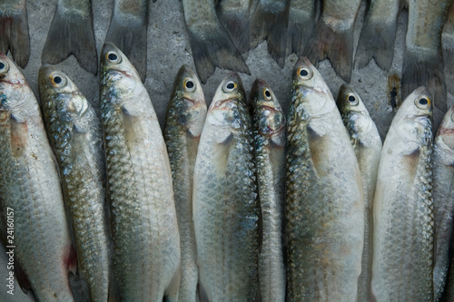 Photo: Fresh Mullet Fresh Mullet