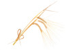 Isolated bunch of wheat Isolated bunch of wheat
