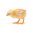 Small chicken Small chicken