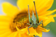 grasshopper on a sunflower grasshopper on a sunflower