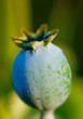 poppy pod