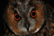 long-eared owl long-eared owl
