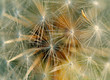 dandelion dandelion