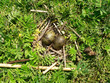 bird's-nest bird's-nest