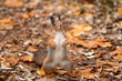 squirrel squirrel