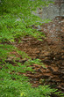 Tamarind leaves and old brick walls