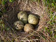 nest of curlew nest of curlew