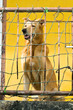 Dog owners wait Dog owners wait