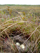 nest of mallard nest of mallard