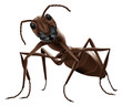 ant illustration