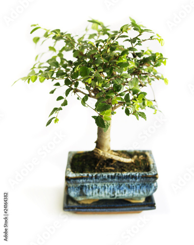 Photo: Bonsai on a white Bonsai on a white