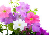 Bouquet of petunias Bouquet of petunias