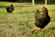 Two Chickens in a Field Two Chickens in a Field