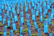 Blue plastic protection for young vines