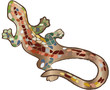 Gecko