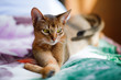 young Abyssinian cat in action